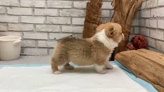 Video preview image #1 Pembroke Welsh Corgi Puppy For Sale in CHICAGO, IL, USA