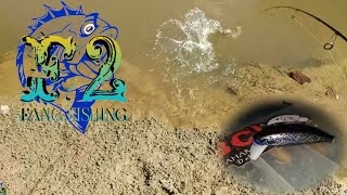 preview picture of video 'Mancing hampala dan belut di sungai yang semakin mengering'
