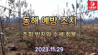 [사과재배] 이거 한컵 뿌리면 조피가 사라진다 / 수세 회복ㆍ좋은 꽃눈/동해 예방