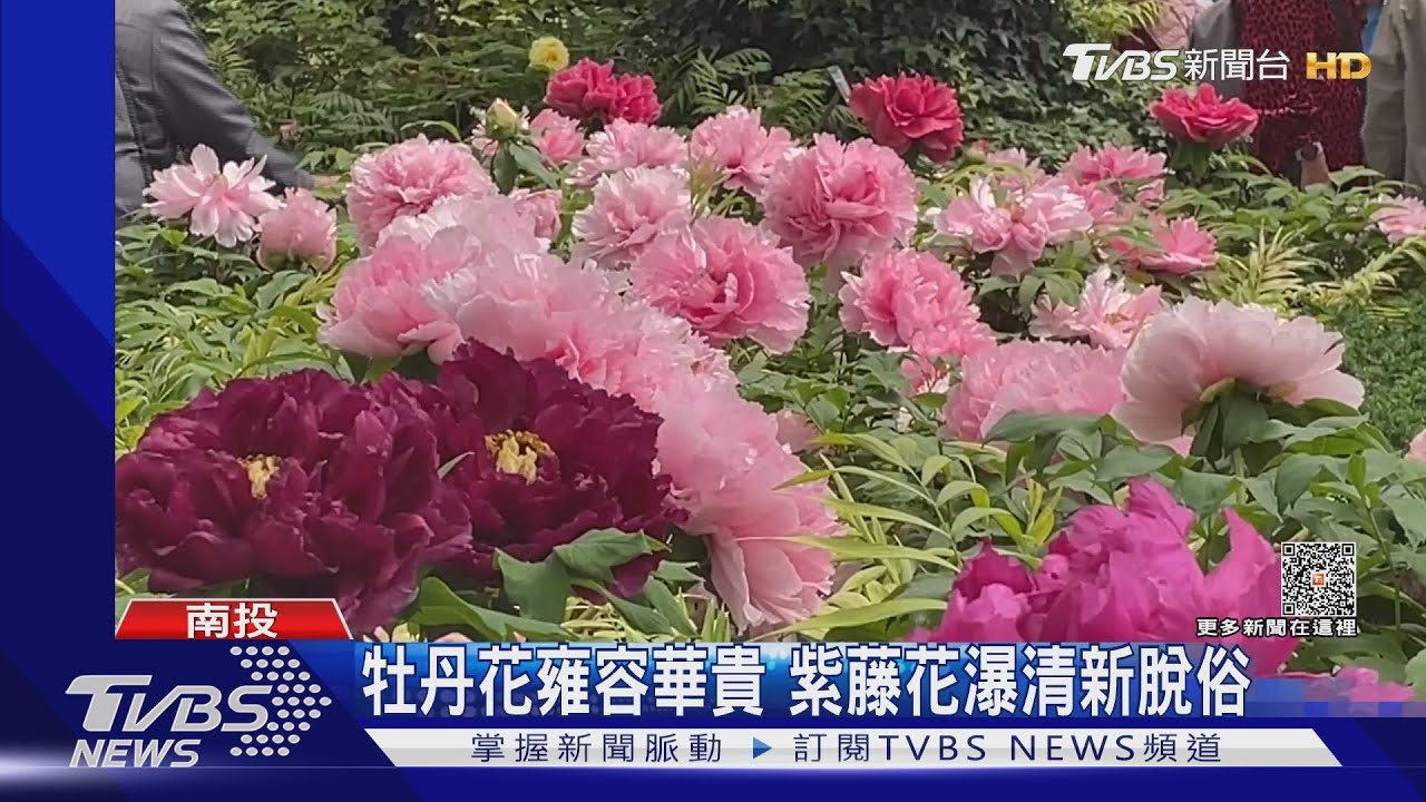 杉林溪牡丹花雍容華貴　武陵紫藤花瀑清新脫俗
