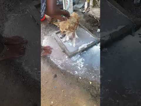 dog enna viuduganna#shortsvideo🐶