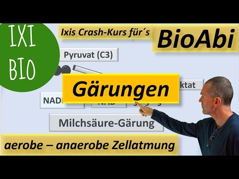 Anaerobe und aerobe Zellatmung im Vergleich / Alkoholische Gärung und Milchsäuregärung im Detail