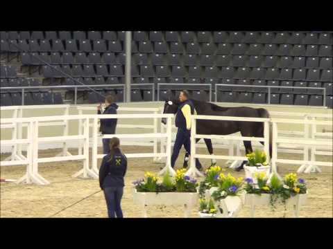 Clint Boy Verden 2015