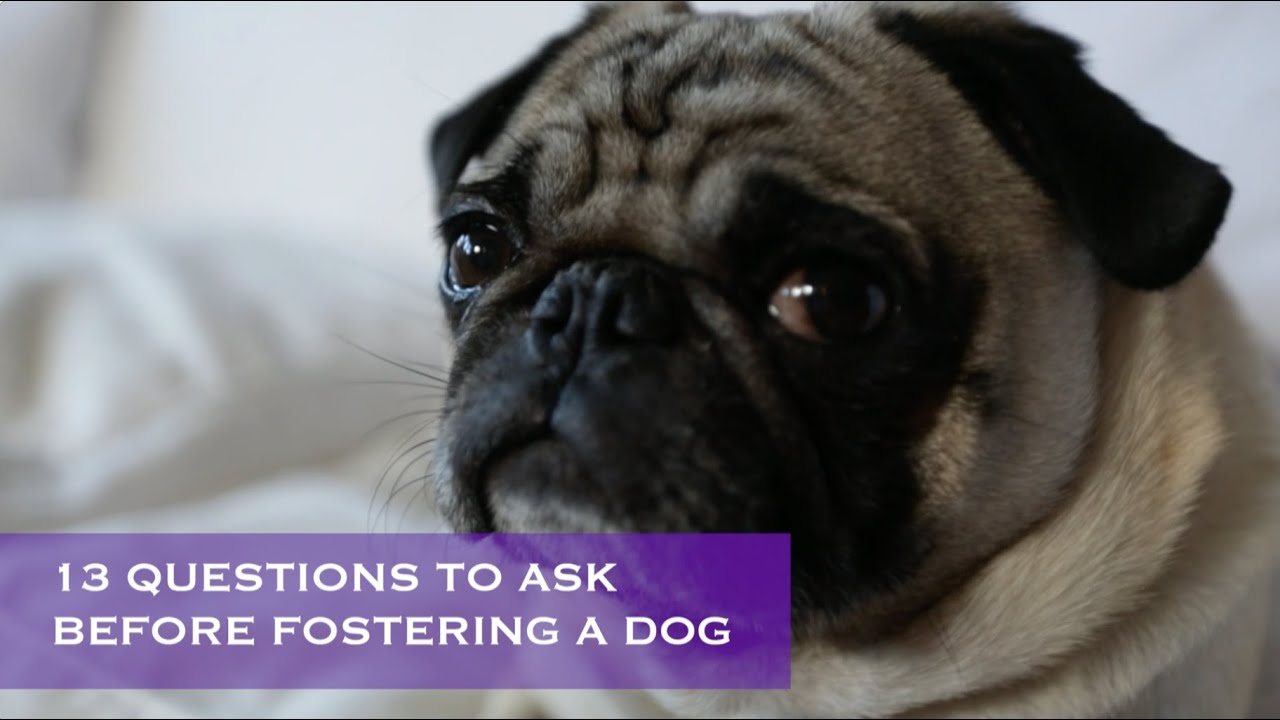 13 Helpful Questions to Ask Before Fostering or Adopting a Dog