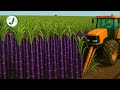 How Sugar Is Made Secrets Behind How U S Farmers Harvest Billions Of Sugarcane Each Year