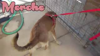 Merche con gatos - Protectora de Animales Málaga