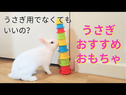ウサギに最適なおもちゃ