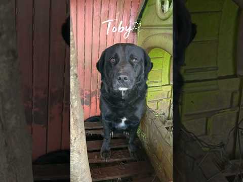 Regalo  TOBY 30 KG DI AMORE INVISIBILE CERCA FAMIGLIA 