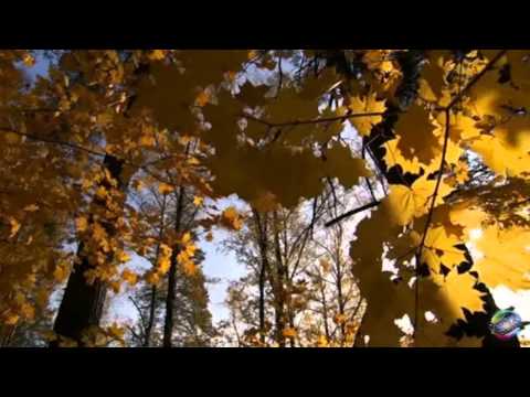 Paľo Habera - Hrdzovlasá