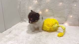 ハーフ犬の動画01