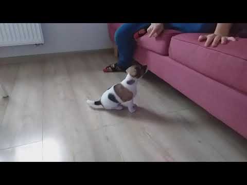 Siad, czyli jak nauczyć szczeniaczka siadać na komendę. Milo 7 tygodni Jack Russell Terier