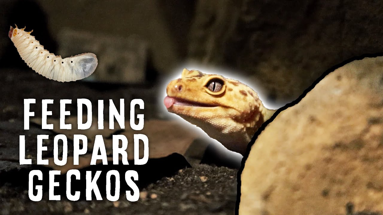 What Can Leopard Geckos Eat? | FEEDING ALL MY GECKOS