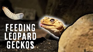 What Can Leopard Geckos Eat?  FEEDING ALL MY GECKO