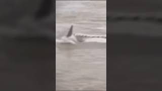 Download lagu Penampakan Seekor Naga di Sungai Mahakam #shorts mp3 Download lagu Penampakan Seekor Naga di Sungai Mahakam #shorts mp3