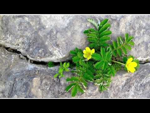 Tôi ước mơ - Thái Thanh