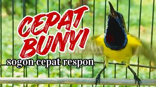 Download lagu SOLUSI SOGON MACET! Sunbird Jantan Pemicu Buka Lagu #sogontrotol mp3