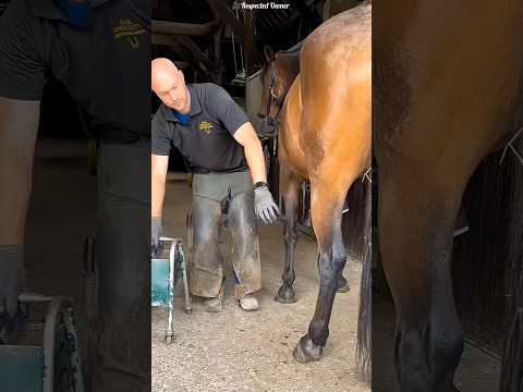 this man cleaned horse leg for a race