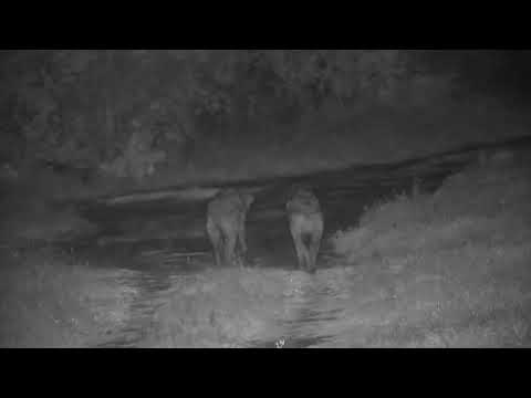 Djuma: Water Thick-knee and three Hyenas walk by (Ribbon, Ntima and Gingirika) - 03:40 - 11/05/2023