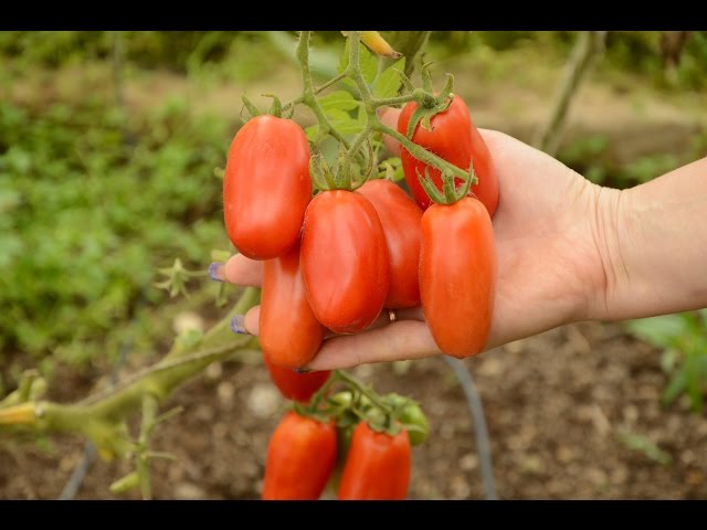 Томат сан марцано описание сорта