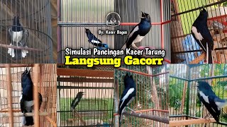 Download lagu Kumpulan Simulasi Kacer lomba | Kacer Langsung Gacor Tarung Konslet Ngotot Buka Ekor Full Tembakan mp3 Download lagu Kumpulan Simulasi Kacer lomba | Kacer Langsung Gacor Tarung Konslet Ngotot Buka Ekor Full Tembakan mp3