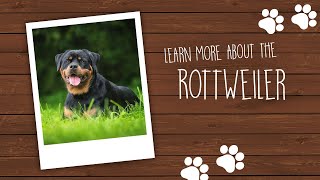 Rottweiler