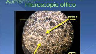 Tessuto vegetale al microscopio