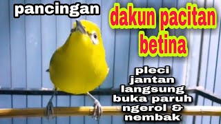 Download lagu pleci dakun pacitan betina | pleci betina super gacor,pleci jantan langsung nembak ngerol mp3