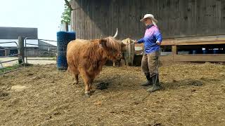 How to Halter Train a Scottish Highland Cow