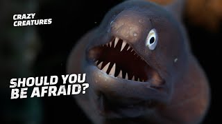 Eels Perform This Death Roll To Kill Prey