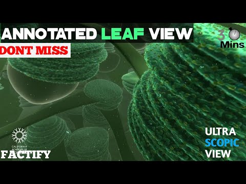 Travel deep Inside a Leaf - Annotated Version (animated) | Microscopic view of Leaf and cells inside