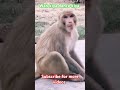 Shorts Funny Funnyvideos Comedy Bhandara Monkey Monkeycomedy Viralshort Viralreels