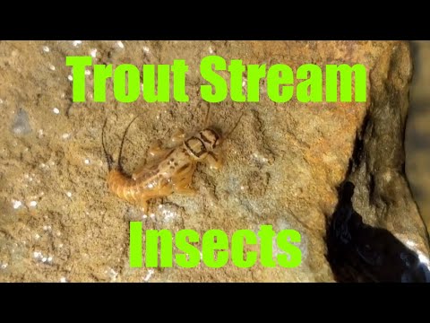 Insects in a Trout Stream