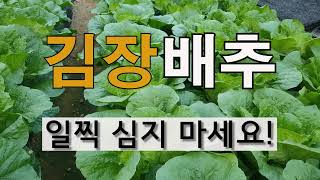 김장 배추 일찍 심지 마세요! #주말농장 #김장 배추 가꾸기 #김장배추 심는시기.