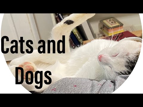 Privatgestüt Möningerberg - Dogs and Cats, playing 2020