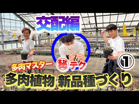 園芸 花を交配して新しい交配種を生み出す