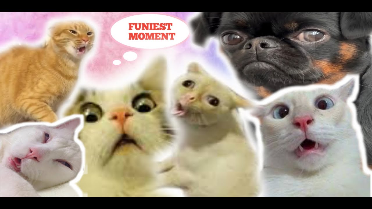 TOP FUNNY VIDEO CAT AND DOG 2024 - COMPILATION FUNNY VIDEO #cat #dog #trending