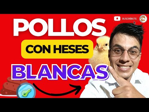 , title : '💩PORQUE SE DA LA DIARREA BLANCA EN LOS POLLOS DE ENGORDE 🤯'