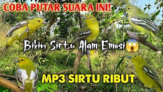 Download lagu SIRTU LANGSUNG NYAUT! 😱 Suara Pikat Burung Sirtu/Cipoh Ampuh❗ mp3 Download lagu SIRTU LANGSUNG NYAUT! 😱 Suara Pikat Burung Sirtu/Cipoh Ampuh❗ mp3