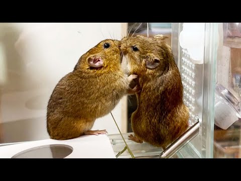 園芸 ハタネズミ