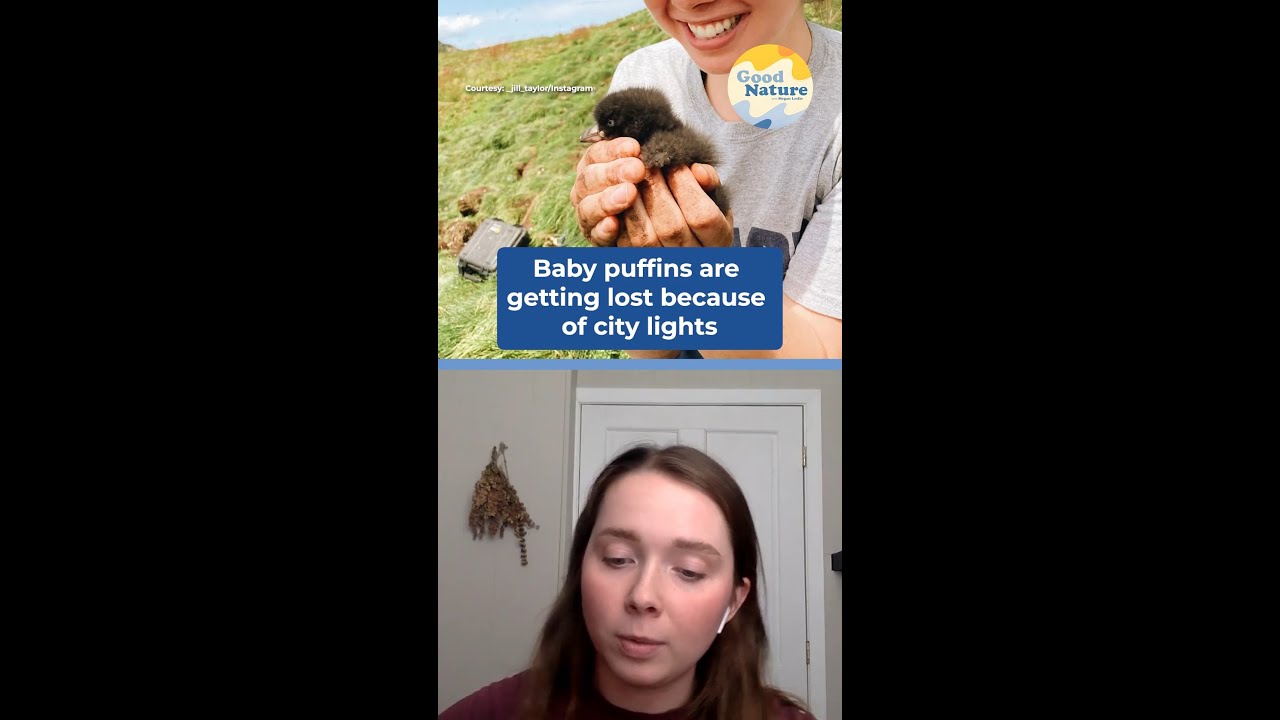 Baby puffins navigate by moonlight. City lights are leading them astray. | Good Nature Ep. 3