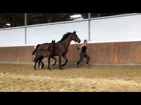 Hengstfohlen v. Diacontinus x Valentino x Ramiros Son II