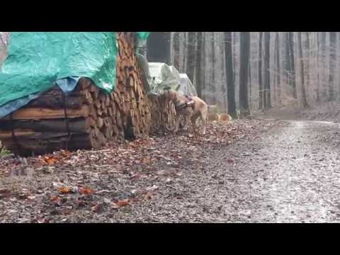 Oetztallabradors Anna Grace im ALB-Training