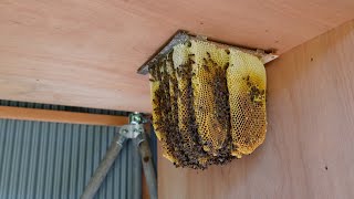 Capturing swarm of observation hive. But it went back soon. Japanese honeybees【2021A#4 Day 20】