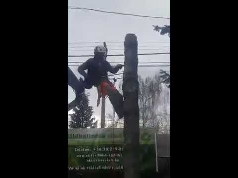 Alpin favágás - alpintech-favagas.hu - Fanyőfa kivágása 2