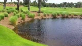 preview picture of video 'Golf Course Alligator 8 footer running'
