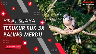 MASTER SUARA TEKUKUR KUK 3X DURASI 1 JAM MASTER SUARA TEKUKUR KUK 3X DURASI 1 JAM