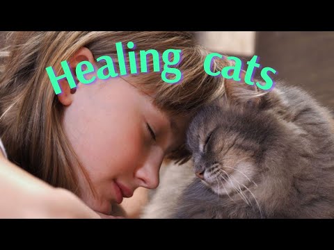Healing cats everyday helpers - YouTube