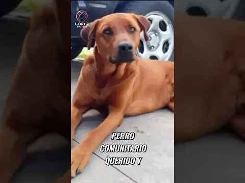 🐕💔 INDIGNACIÓN | MATARON DE UN ESCOPETAZO A “TANQUE”