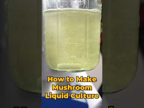 How to Make Liquid Culture for Mushroom Growing #mushroomgrowing #mushroomfarming #mushroomculture