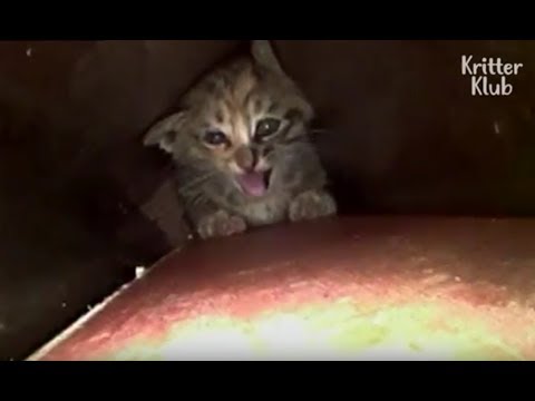 Tiny Kitten Is Strong Enough To Escape From The Narrow Pipe | Animal in Crisis EP29